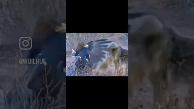 whatsaper_ru_volk_orel смотреть онлайн