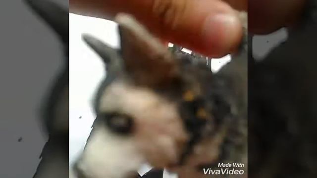 Шляйх Клип- Почени Нашу Машину (Бенди и Чернильная Машина) смотреть онлайн