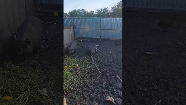 поросята кушают дыню смотреть онлайн