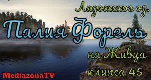Русская Рыбалка 4 Где Клюет  Ладожское оз. Палия Форель 30.11