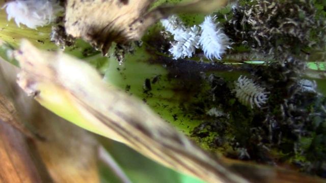 Mealybug Destroyer Larvae Eating Aphids on Corn. Cryptolaemus montrouzieri. смотреть онлайн