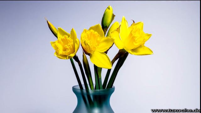 Timelapse Narzisse II смотреть онлайн