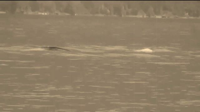 Learn English - The Loch Ness Monster (sub engl) смотреть онлайн