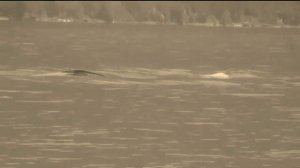 Learn English - The Loch Ness Monster (sub engl)