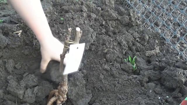 Высадка покупных пионов Инь-Янь и Черная корона смотреть онлайн