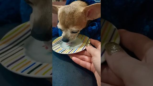 Можно ли кефир собаке... смотреть онлайн