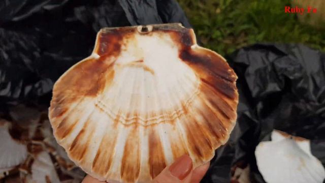 Ракушки морских гребешков - раздолье для творчества смотреть онлайн