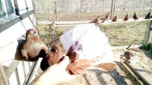 Николаевские Голуби. Красные белохвостые в Парах. Голуби Украины