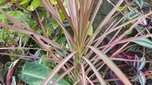 How to grow and care Dracaena marginata indoor plant/dragon dracaena/grow and care tips 🌱 смотреть онлайн