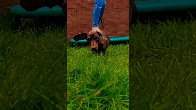 Bella the mini dachshund!#dog #bella #dachshund #cute #doglover #cutedog #jumping #puppy смотреть онлайн