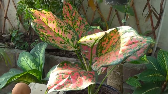 Gift From Member | Beautiful Plant | Red Aglaonema | How to Care This Plant (Urdu/hindi) смотреть онлайн
