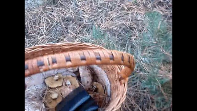 За грибами 18 октября 2020 года смотреть онлайн