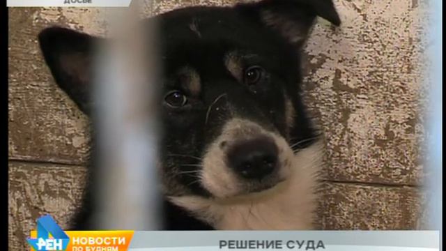 Суд отказал в увеличении срока передержки бродячих животных в питомниках после отлова смотреть онлайн