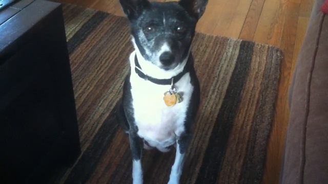 In Memory of Puzzles our Basenji смотреть онлайн