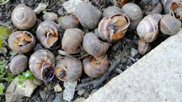 Борьба с улитками и слизнями смотреть онлайн