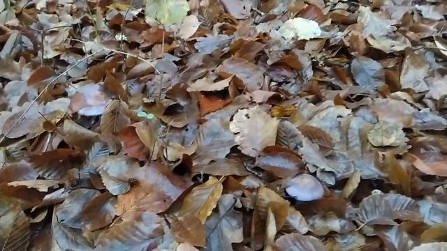 РЯДОВКА СОРНАЯ (грязная)! Грибная азбука. смотреть онлайн