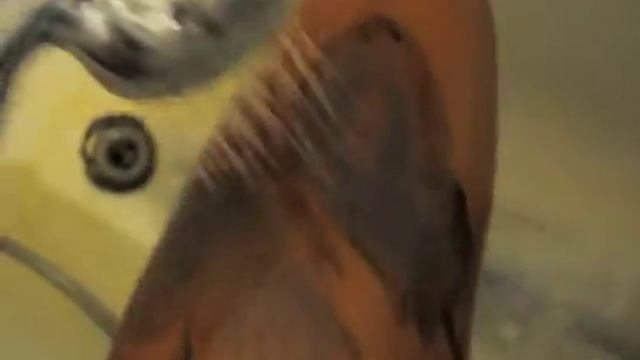 Как смывается гуашь с тела смотреть онлайн