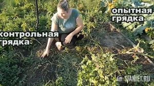 Выращивание картофеля в копаной и некопаной земле