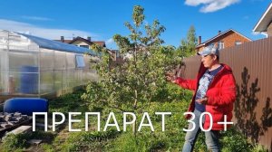 когда пересадить яблоню? пересаженная яблоня год спустя