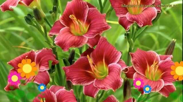 Лилейник гибридный Литл Мисси. Краткий обзор, описание hemerocallis hybrida Little Missy смотреть онлайн