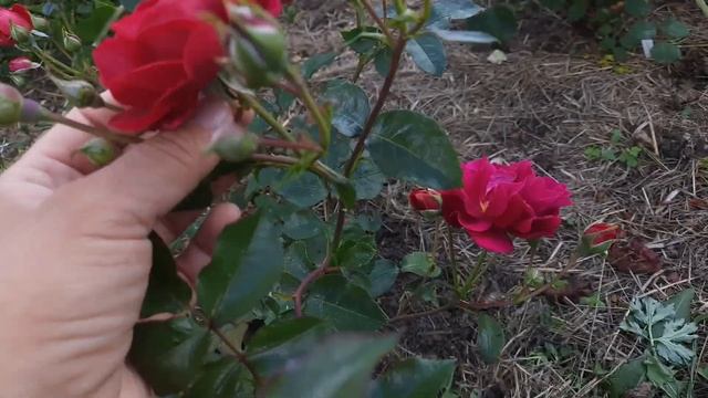 Обзор роз Усыниных. ЛМР на моих розах!