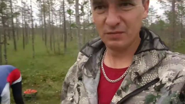 Ягода морошка. смотреть онлайн