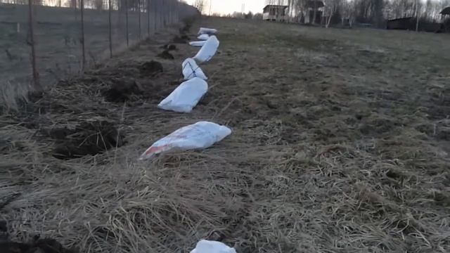 Елки или как сделать зеленый забор смотреть онлайн