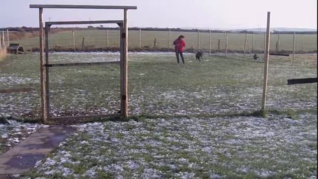Running Greyhound | ex-racer running just for the fun of it смотреть онлайн