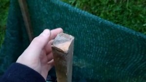 КАК УКРЫТЬ МОЛОДОЙ ИНЖИР НА ЗИМУ