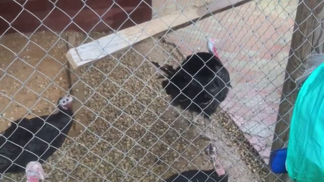 Как говорит ИНДЮК. смотреть онлайн