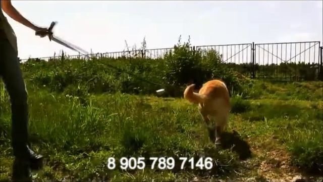 Пончик - крупный пес ищет дом смотреть онлайн