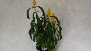 Пахистахис. Комнатный экзот и привереда