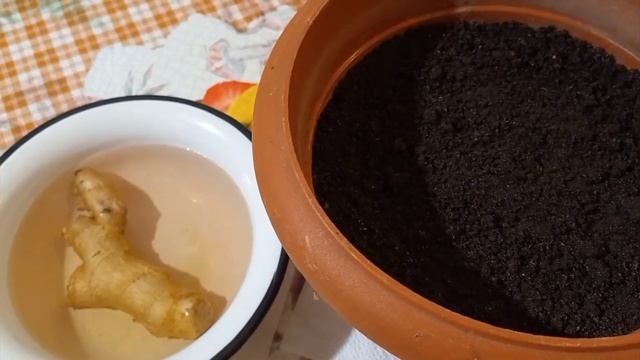 КАК ВЫРАСТИТЬ ИМБИРЬ В ДОМАШНИХ УСЛОВИЯХ / полезные свойства ИМБИРЯ смотреть онлайн