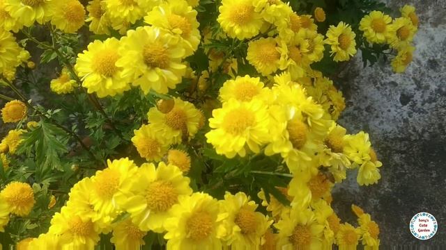 My Yellow Chrysanthemum Flowers.... смотреть онлайн