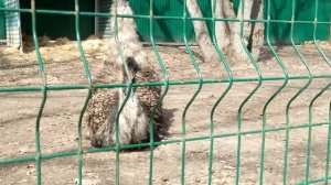 Страусы в домашних условиях. Самые большие страусы. Содержание .