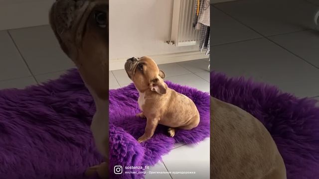 ФРАНЦУЗСКИЙ БУЛЬДОГ #французскийбульдог #собака смотреть онлайн