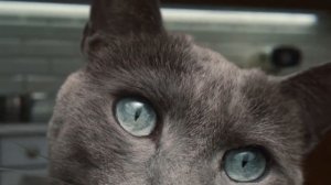 Sheba Cat Food Advert Short «Feed Me» - It's what cats want! Resistance is futile. Maltese.