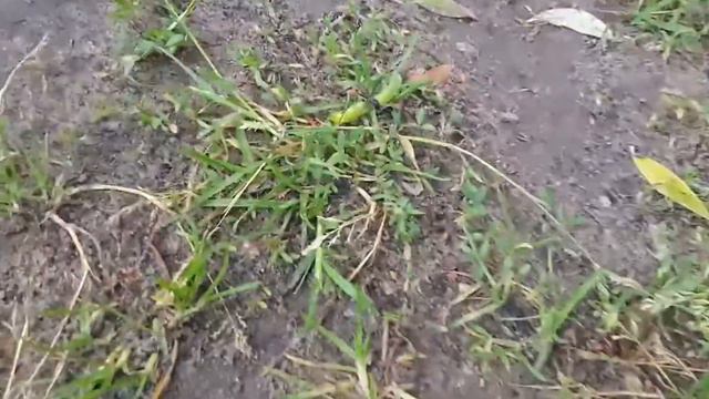 Мураэвей поймал гусенице в 3 раза больше себя))) смотреть онлайн
