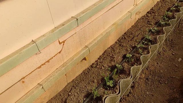 цветение огурчиков смотреть онлайн