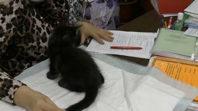 Котята мейн-куны из питомника РАРИТА смотреть онлайн