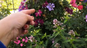 ФЛОКСЫ в саду. Сочетание цвета