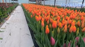 Выгонка тюльпанов. Самый короткий обзор.