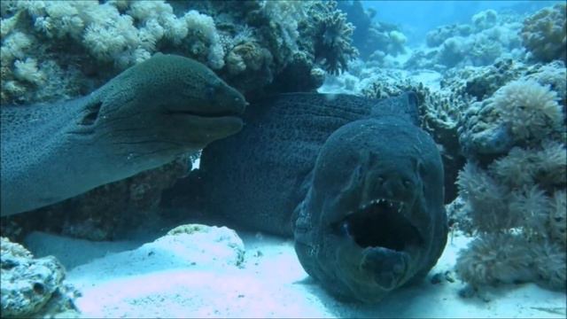 scuba diving hurghada reef Egypt Oct 2016 смотреть онлайн