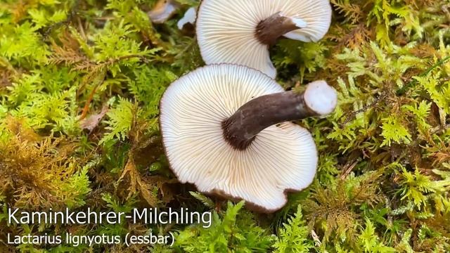 Pilze im September | 28.09.2021 | Glucken im direkten Vergleich | Röhrlinge mit startendem Wachstum смотреть онлайн