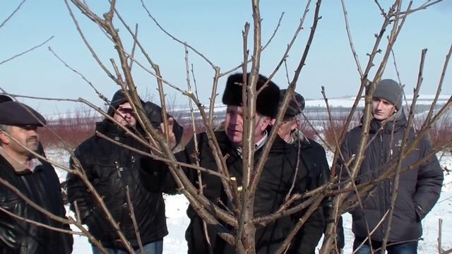 демонстрация обрезки черешни Комрат 06.02.2014 смотреть онлайн