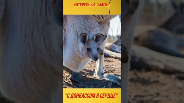 Кенгуру спаривается через 1-3 дня после родов #Shorts смотреть онлайн