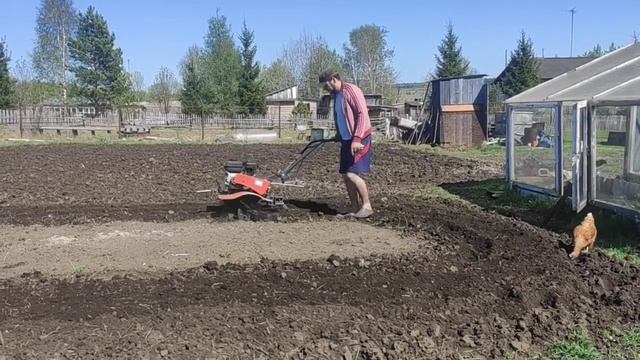 Кайфуем в огороде с мотоблоком. смотреть онлайн