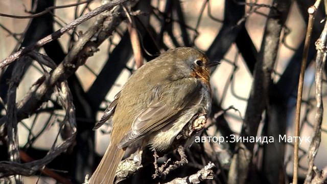 Зарянка Erithacus rubecula / зарянка не смог улететь на юг одной ногой остался зимовать смотреть онлайн