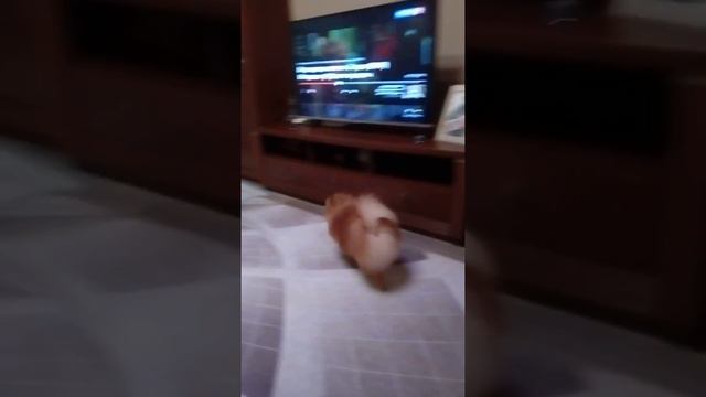 МОЯ СОБАЧКА БОИТСЯ ИГРУШЕЧНУЮ СОБАЧКУ!!! смотреть онлайн
