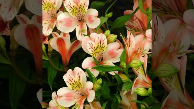 🌺🌺🍀🍀🌸🌸Alstroemeria Flower Plant🌹🌹🌺🌸🌱🌱💐 #NatureBeauty #Greenery #Flowers #Plants #AlstroemeriaFlower смотреть онлайн